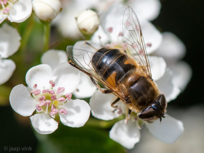 Syrphidae - Kegelbijvlieg - Eristalis pertinax