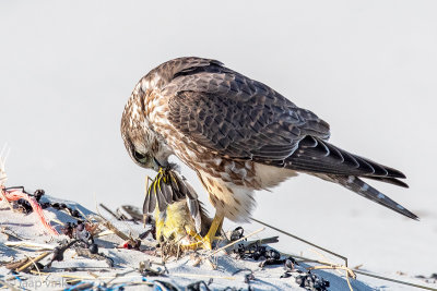 Merlin - Smelleken - Falco columbarius