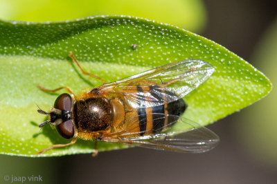 Syrphidae - Enkele-bandzweefvlieg - Epistrophe eligans
