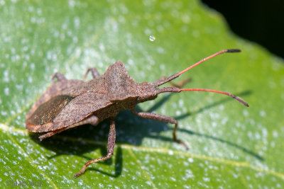 Dock Bug - Zuringrandwants - Coreus marginatus