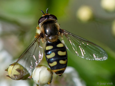 Syrphidae - Grote Kommazweefvlieg - Eupeodes luniger