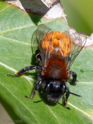 Tawny Mining Bee - Vosje - Andrena fulva