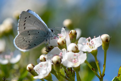 Holly Blue - Boomblauwtje - Celastrina argiolus