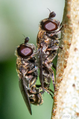 Lesser Bulb Fly - Knobbelbollenzweefvlieg - Eumerus funeralis