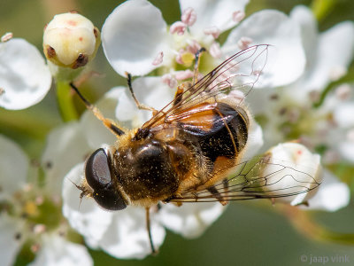 Syrphidae - Bosbijvlieg - Eristalis horticola