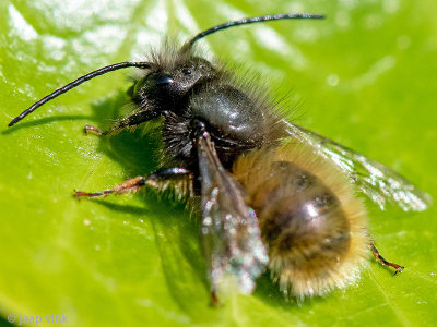 European Orchard Bee - Gehoornde Metselbij - Osmia cornuta