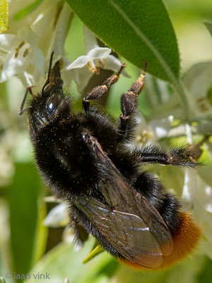 Red-tailed Bumblebee - Steenhommel - Bombus lapidarius