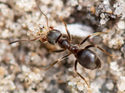Black Garden Ant- Wegmier - Lasius niger