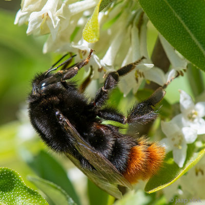 Red-tailed Bumblebee - Steenhommel - Bombus lapidarius