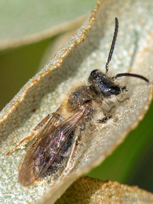 Andrena haemorrhoa - Roodgatje