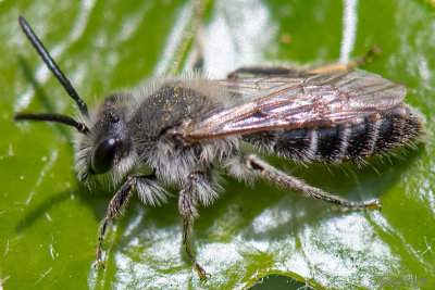 Long-lipped Andrena - Witbaardzandbij - Andrena barbilabris
