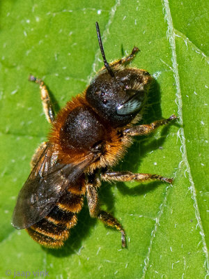 Megachilidae - Gouden Slakkenhuisbij - Osmia aurulenta