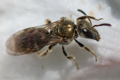 Halictidae - Langkopsmaragdgroefbij - Lasioglossum morio