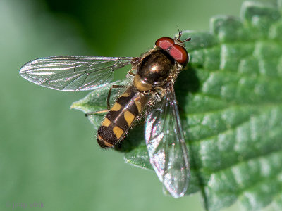 Syrphidae - Variabel Elfje - Meliscaeva auricollis