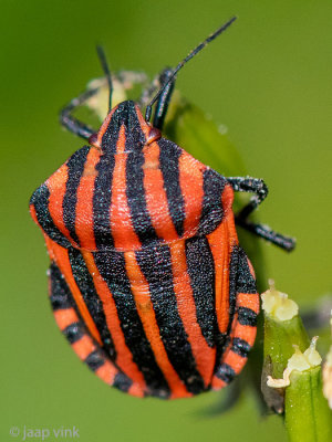 (Italian) Striped Bug - Pyjamaschildwants - Graphosoma italicum