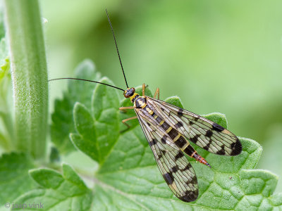 Panorpidae - Duitse Schorpioenvlieg - Panorpa germanica