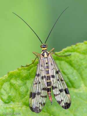 Panorpidae - Duitse Schorpioenvlieg - Panorpa germanica