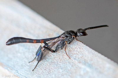 Wild Carrot Wasp - Gasteruption assectator