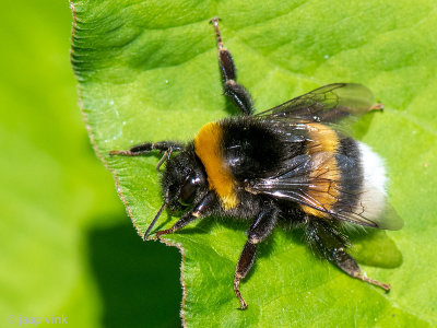 Buff-tailed Bumblebee - Aardhommel - Bombus terrestris