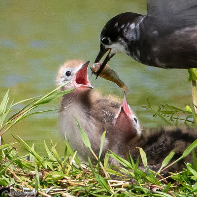 Netherlands, Krimpenerwaard: Black Tern, July 6, 2020