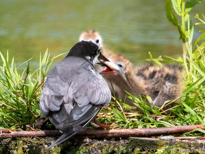 Black Tern - Zwarte Stern - Chlidonias niger