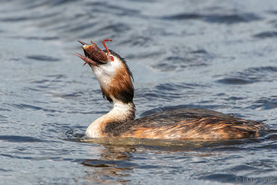 Great Crested Grebe - Fuut - Podiceps cristatus
