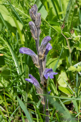 Yarrow Broomrape - Blauwe Bremraap - Orobanche purpurea