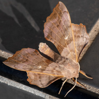 Poplar Hawk-moth - Populierenpijlstaart - Laothoe populi