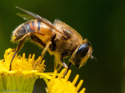 Drone Fly - Blinde Bij - Eristalis tenax