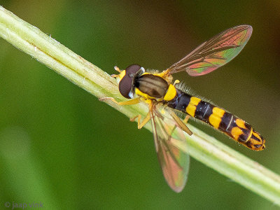 Long hoverfly - Grote Langlijf - Sphaerophoria scripta