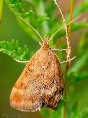 Straw-barred Pearl - Weegbreemot - Pyrausta despicata