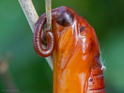 Convolvulus Hawk-moth - Windepijlstaart - Agrius convolvuli