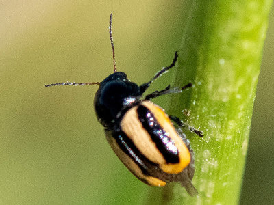 Chrysomelidae - Gestreept Steilkopje - Cryptocephalus vittatus