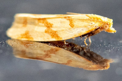 Tortricidae - Giraffemot - Clepsis pallidana