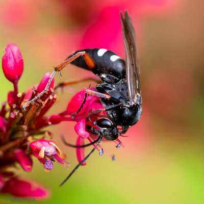 Red-legged Spider Wasp - Gevlekte Kruisspinnendoder - Episyron rufipes
