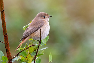 Common Redstart - Gekraagde Roodstaart - Phoenicurus phoenicurus