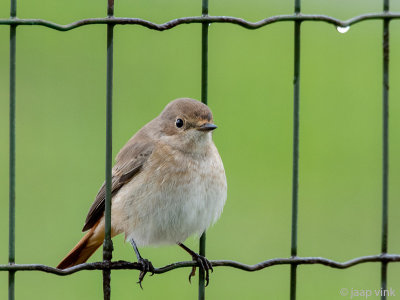 Common Redstart - Gekraagde Roodstaart - Phoenicurus phoenicurus