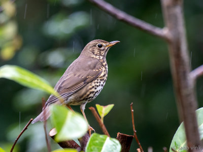 Song Thrush - Zanglijster - Turdus philomelos