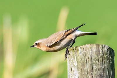 Northern Wheatear - Tapuit - Oenanthe oenanthe