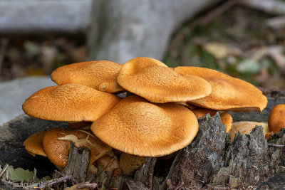 Spectaculair Rustgill - Prachtvlamhoed - Gymnopilus junonius