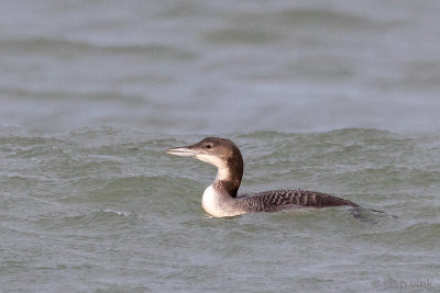 Great Northern Diver - IJsduiker - Gavia immer