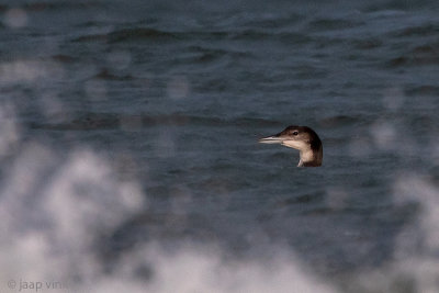 Great Northern Diver - IJsduiker - Gavia immer