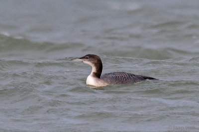 Great Northern Diver - IJsduiker - Gavia immer