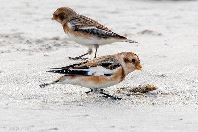 Snow Bunting - Sneeuwgors - Plectrophenax nivalis