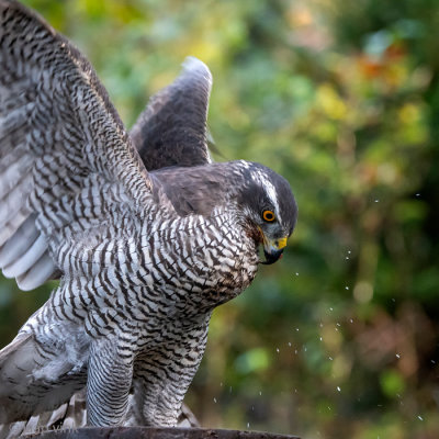 Northern Goshawk - Havik - Accipiter gentilis