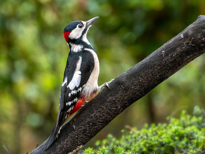 Great Spotted Woodpecker - Grote Bonte Specht - Dendrocopos major