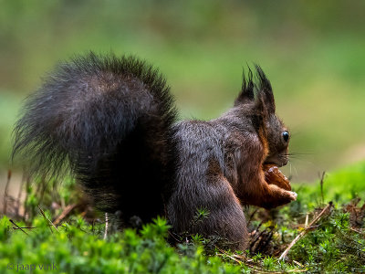 Red Squirrel - Rode Eekhoorn - Sciurus vulgaris