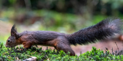 Red Squirrel - Rode Eekhoorn - Sciurus vulgaris