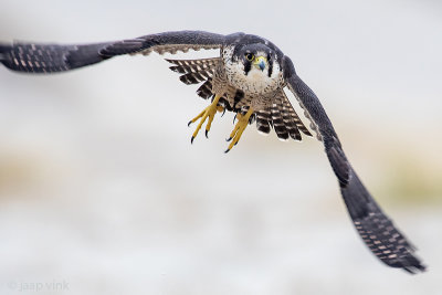 Peregrine - Slechtvalk - Falco peregrinus