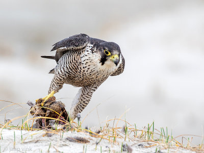 Peregrine - Slechtvalk - Falco peregrinus